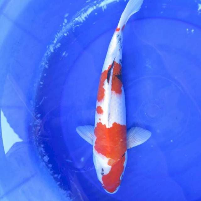 Showa Tategoi Jumbo Male - 42cm