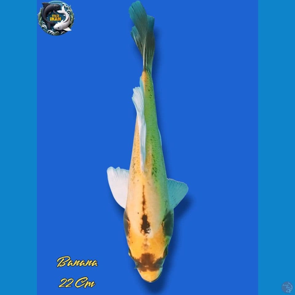 Banana