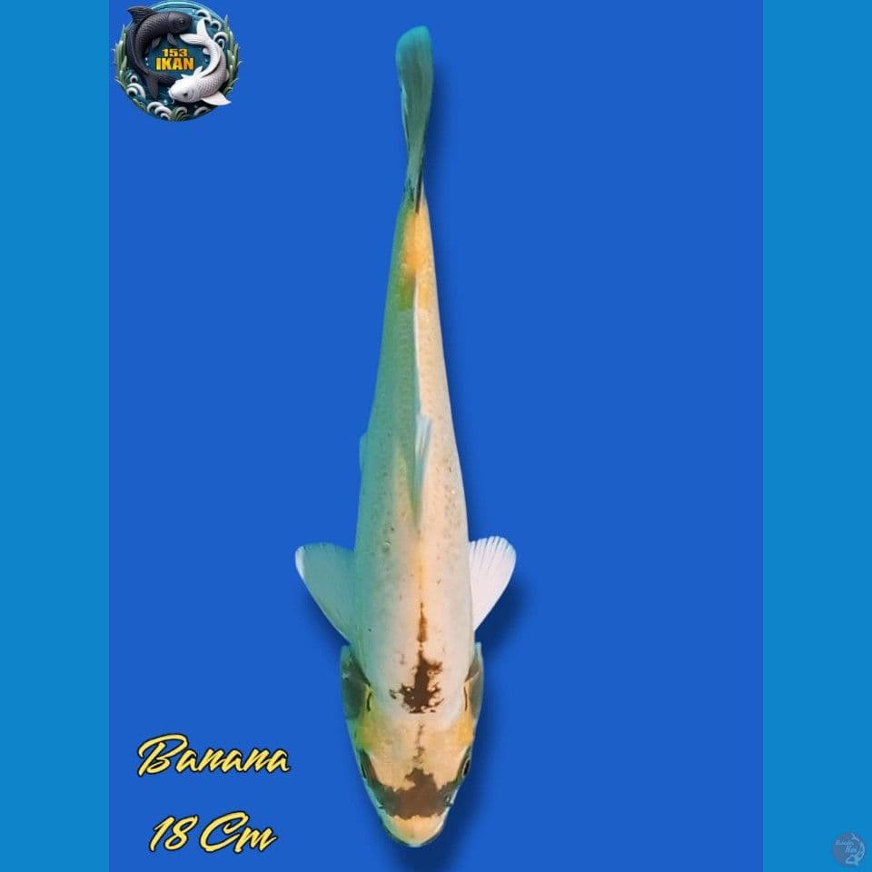 Banana
