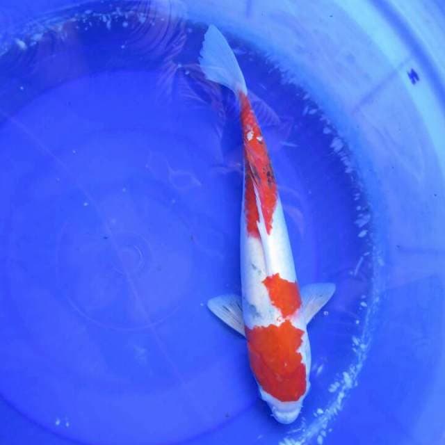 Showa Tategoi Jumbo Female -41cm 