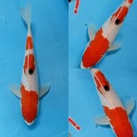Taisho Sanshoku original 20 cm