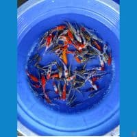 100 ekor kumpay mix