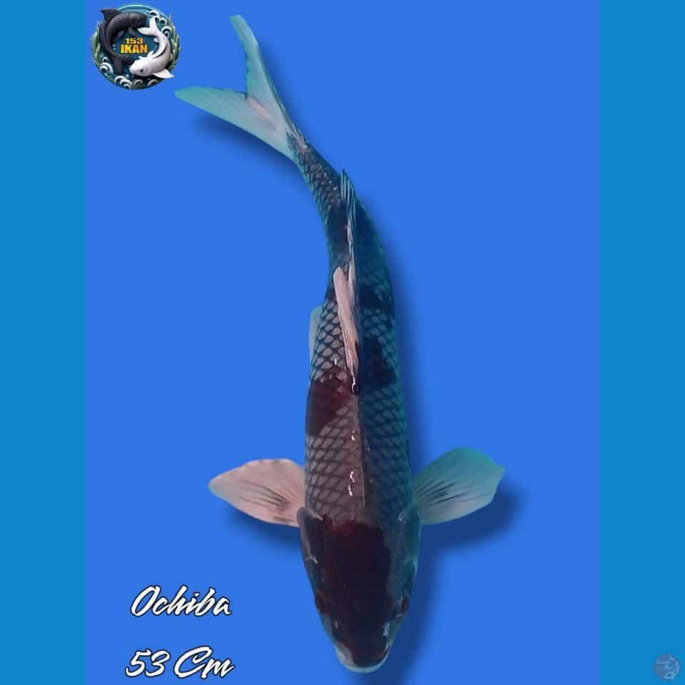 Ocihba