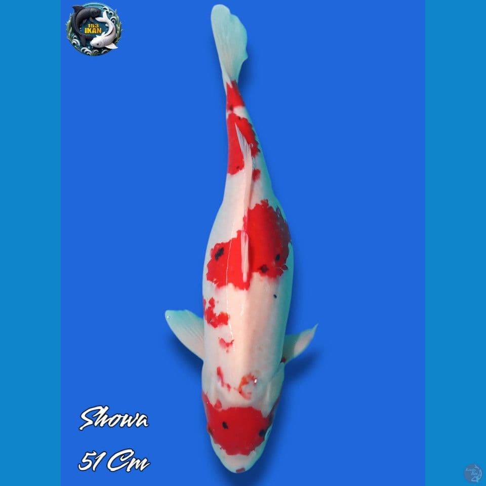 Showa