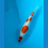 KOHAKU (step 5 ori)