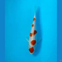 Kohaku ceplok ceplok