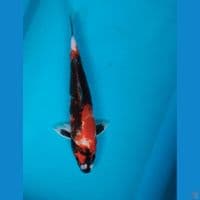 kin showa motogoro 30cm male