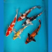 mix koi 20-25cm 5ekor