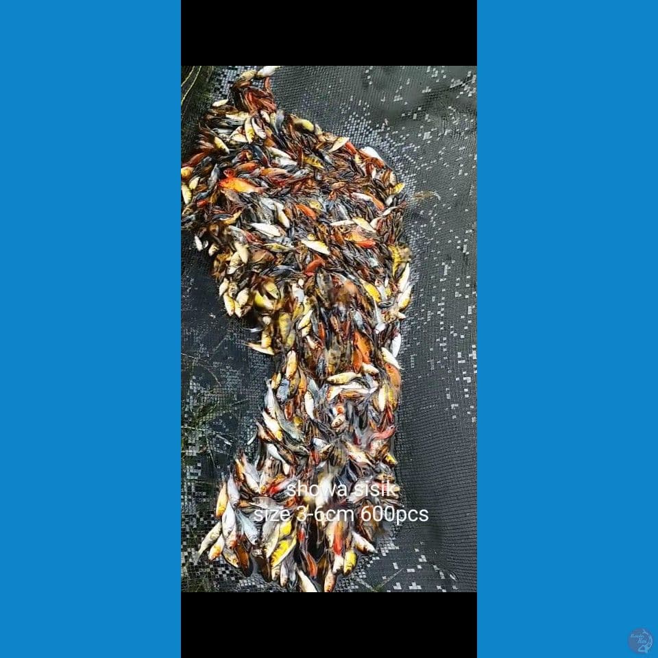 Bibit Showa mix 3-6cm 600ekor