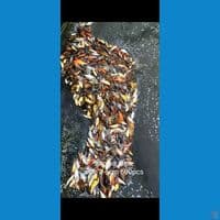 Bibit Showa mix 3-6cm 600ekor