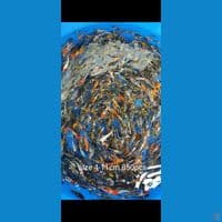 bibit showa joss 4-11cm 850ekor