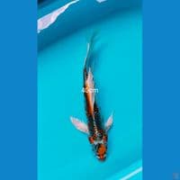 gingga 40cm