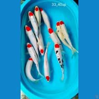 tanco ori 33_40up. 12ek