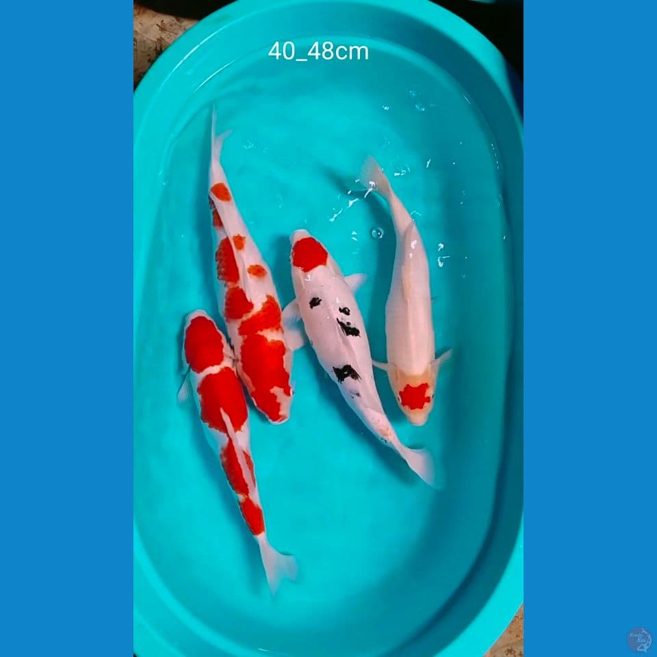 40_45cm