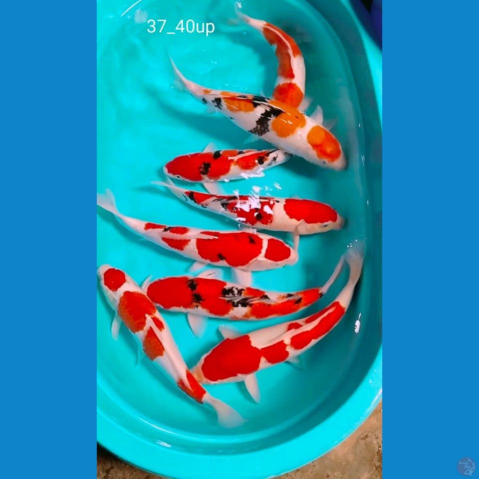 37_40cm