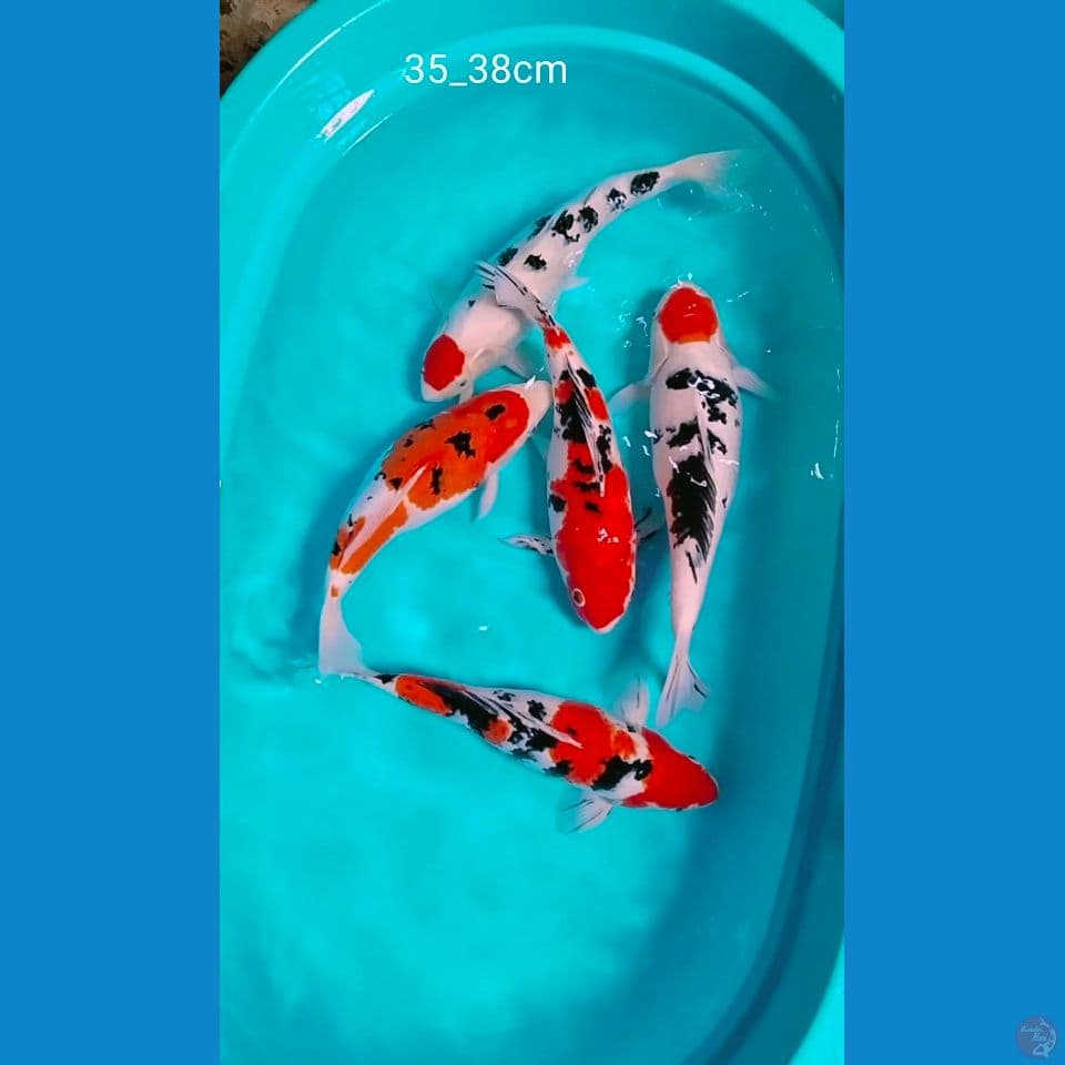 sb 35_38cm