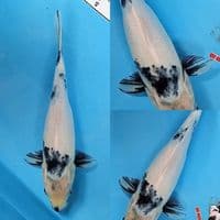 Shiro Utsuri Tategoi 25 Cm