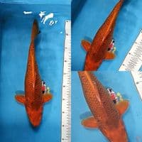 Chagoi Caramel 38 cm