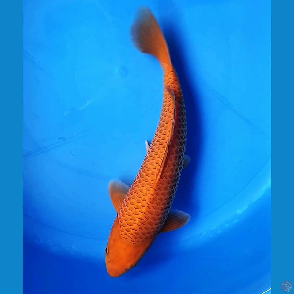 KARAMEL MALE 29CM