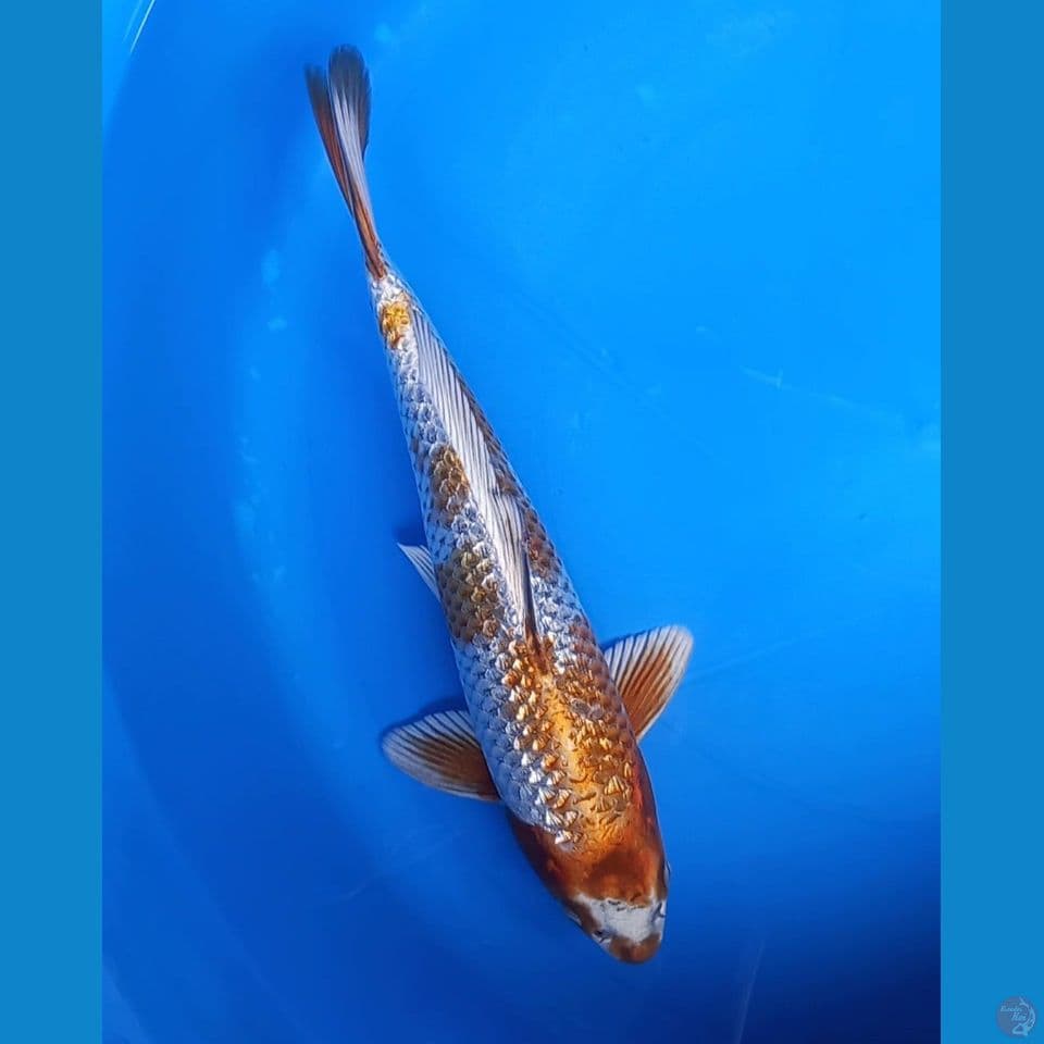 KOGANE OCHIBA GINRIN 31CM MALE