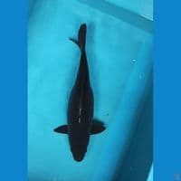 karashu 34cm fm