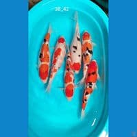 cakep 38_42cm bl akf