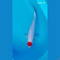 ori male 43cm ori
