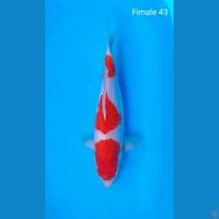 Fimale 43cm 