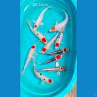 orijinal tc 28_33cm