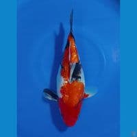 SHOTT BODY 28 CM 