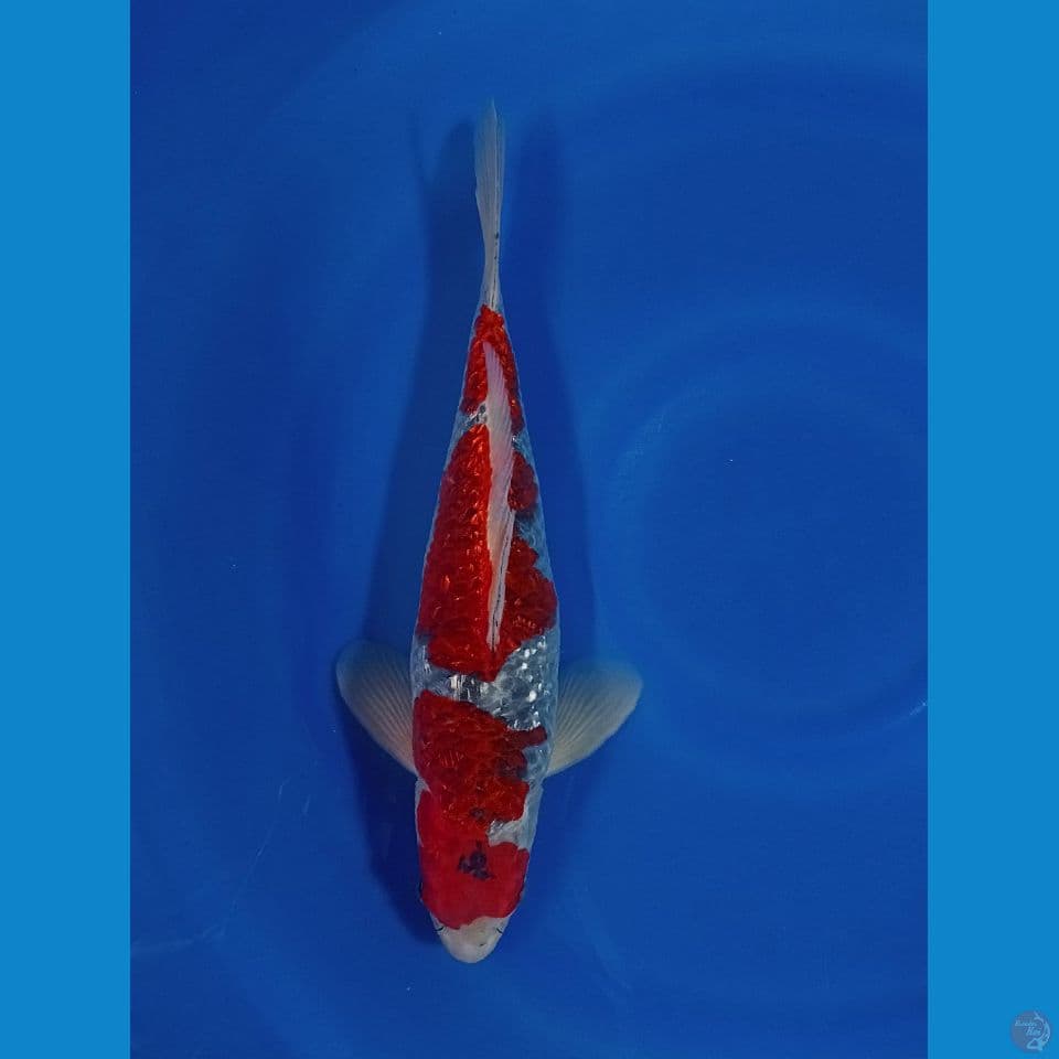 GOSIKI GINDRIN 36 CM STEP 3 ORI