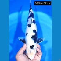 Shiro 37 cm
