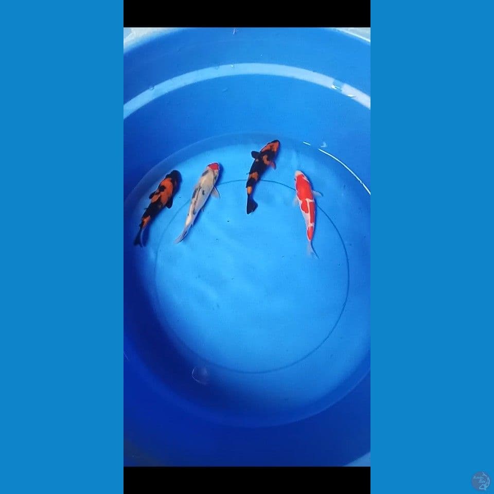 mix 15-17cm