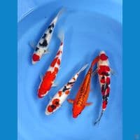 mix baik 26-30cm