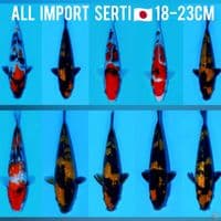 paket mix hiu showa all import 10 ekor