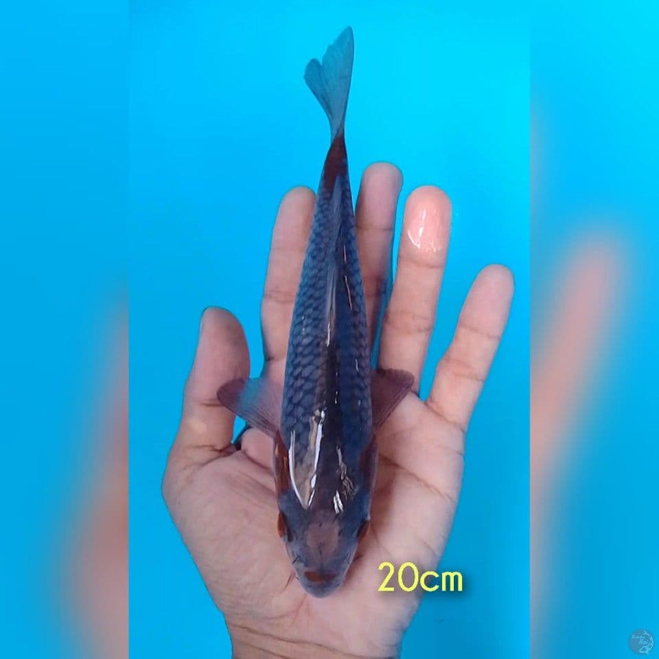 ochiba 20cm