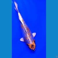 28cm kogane ginrin
