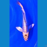 32cm gold kiko slayer