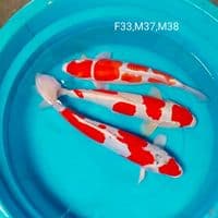 super 33_37_38