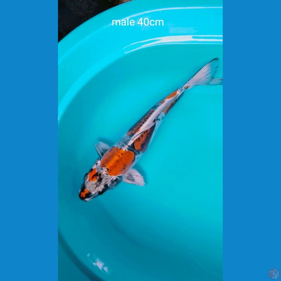 benikikuk male 40cm 