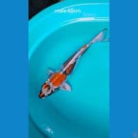 benikikuk male 40cm 