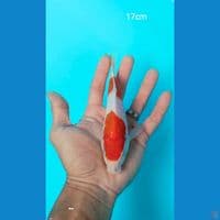 bahan 17cm ori