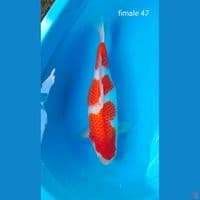 line akf punok fimale ori 47cm