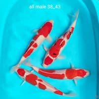ori all male 38_43cm