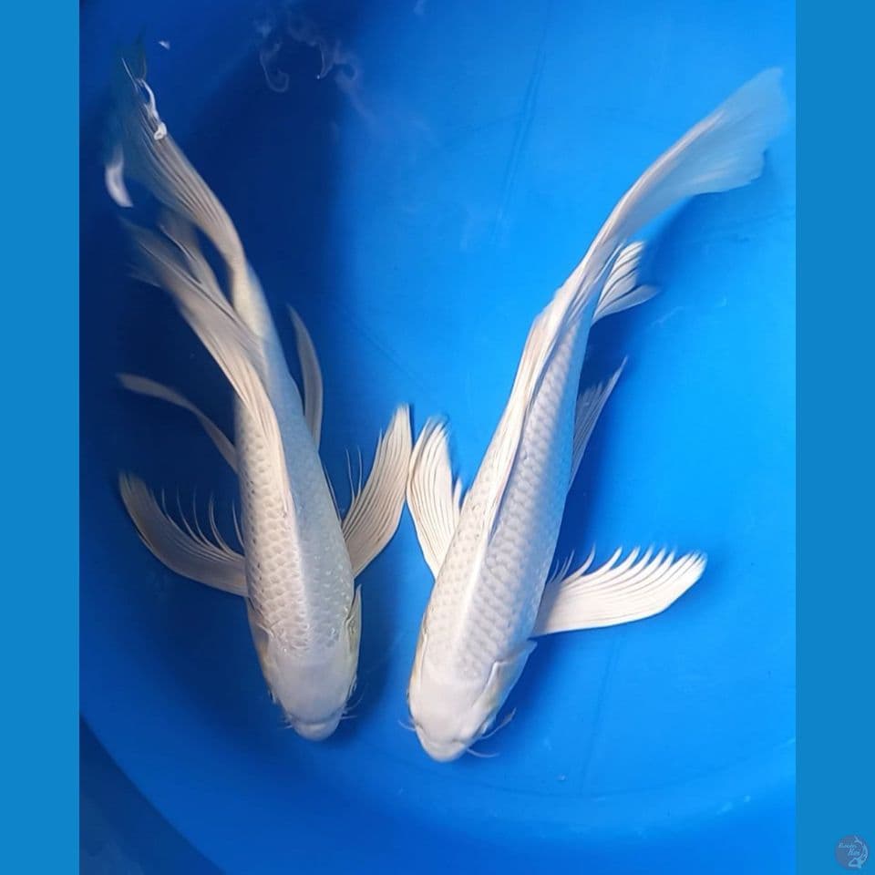 PLATINUM KUMPAI 36-38CM