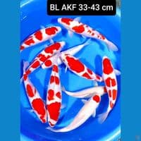 gosanke berpunuk body tebal 33-43 cm
