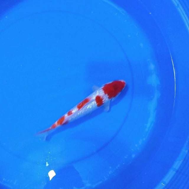 Full ginrin kohaku