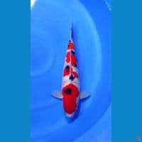 sanke M40 cm