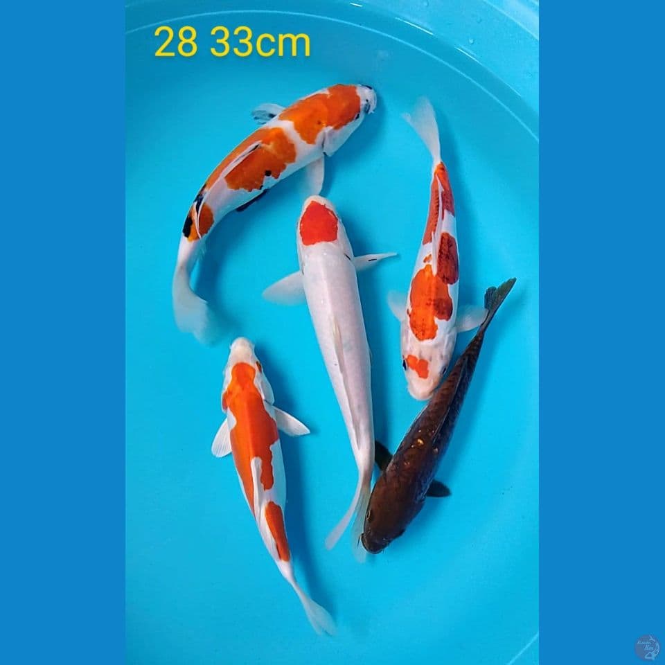 mix 28 33cm 