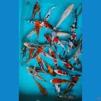mix mantab 13-17cm 40 ekor